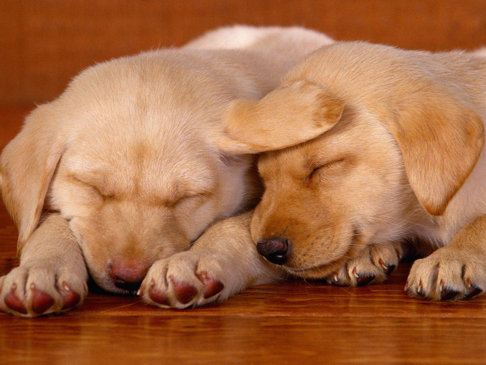 really cute dog   Dogs Wallpaper 1600x1200