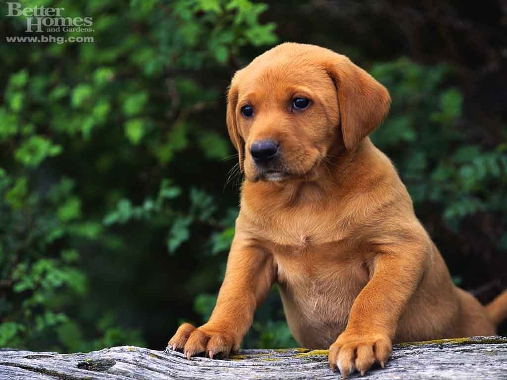 Cute Puppy   Puppies Wallpaper 13986328 1024x768