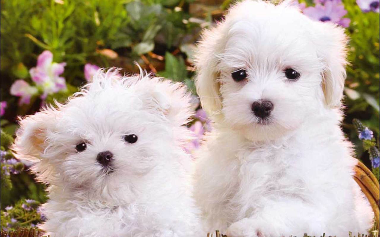 Cute Puppies   Puppies Wallpaper 16094555 1280x800