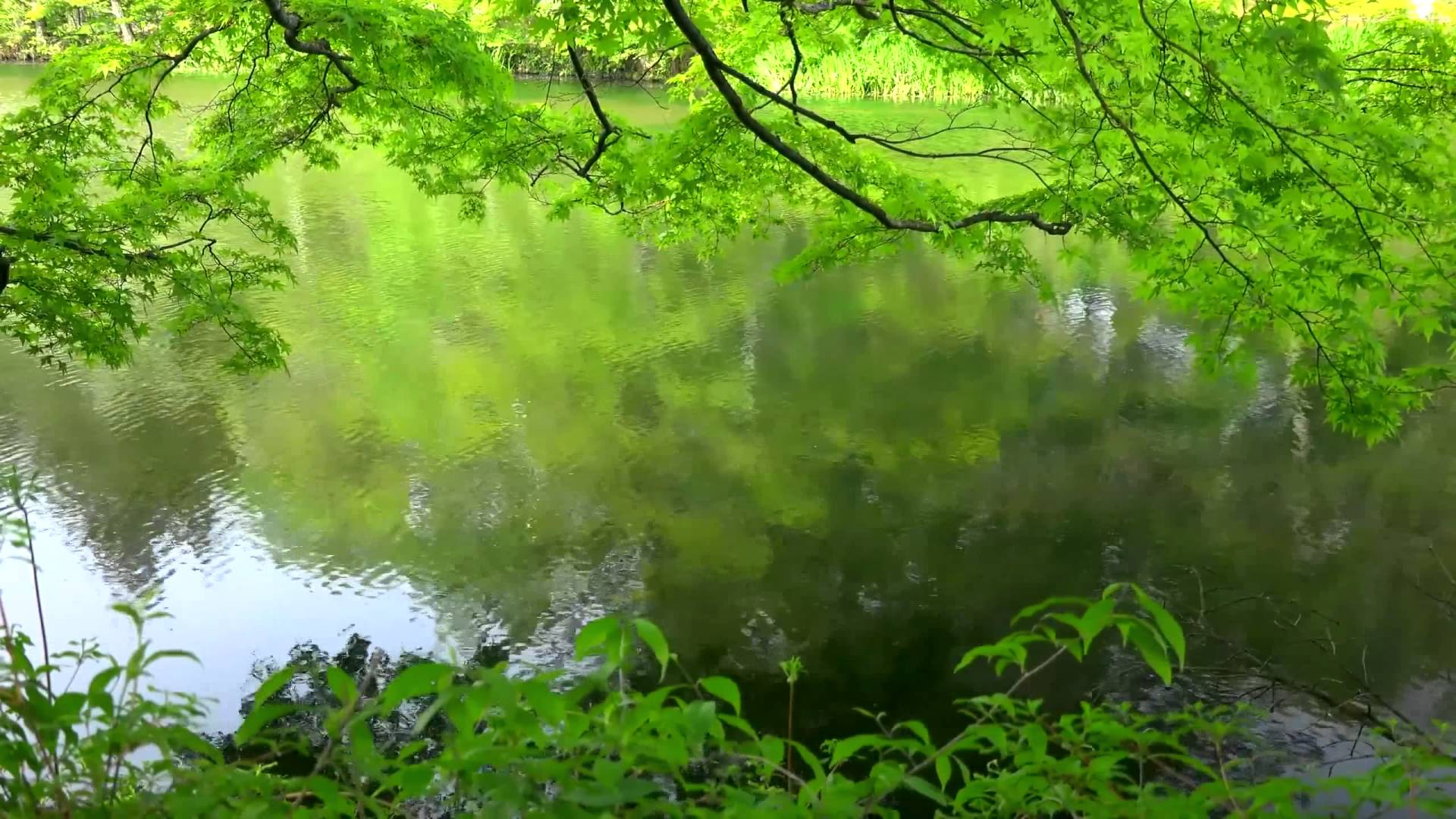 Amazing Nature 6   Video Background HD 1080p 1920x1080