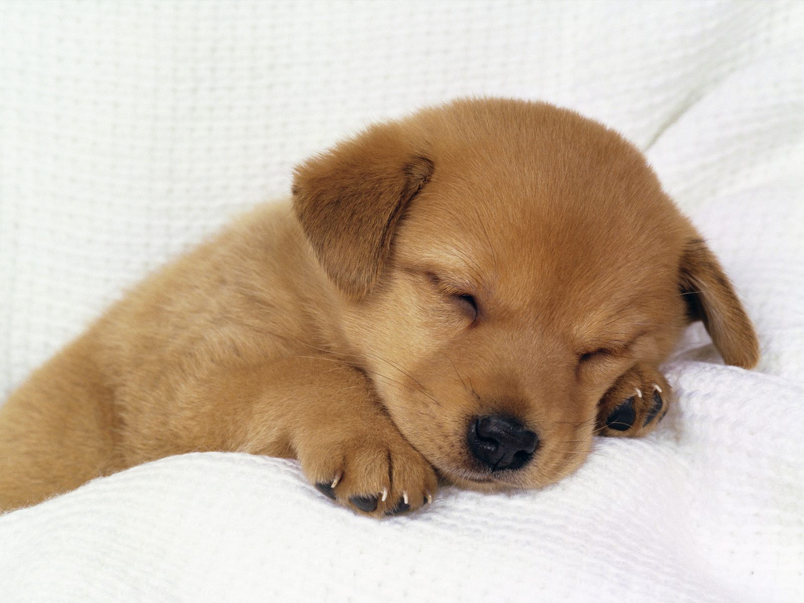 Verycutepuppywallpapers 1600x1200