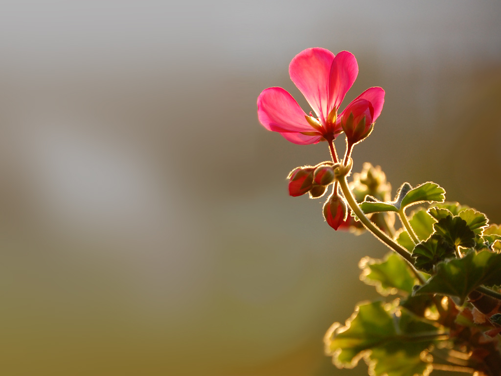 Natural Flower Wallpaper Top HD Wallpapers 1024x768