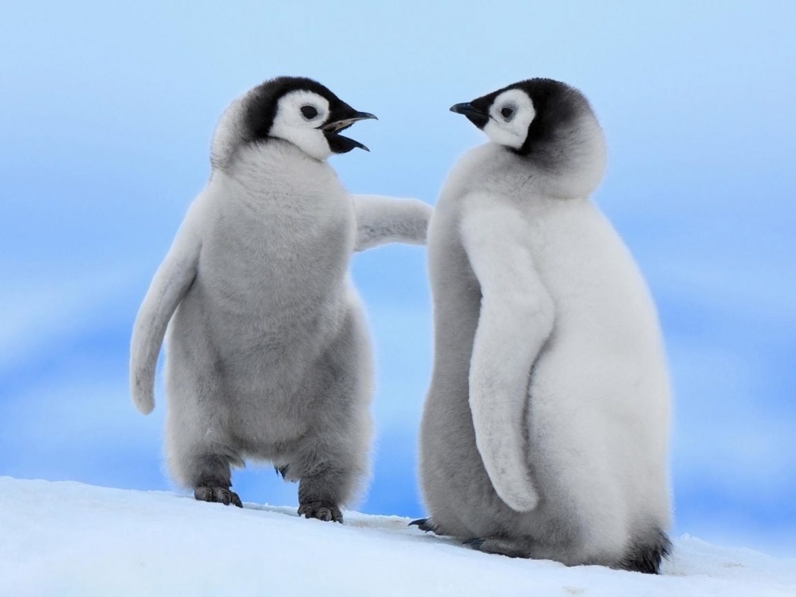 Cute Baby Penguins 1152 x 864 Wallpaper 1152x864