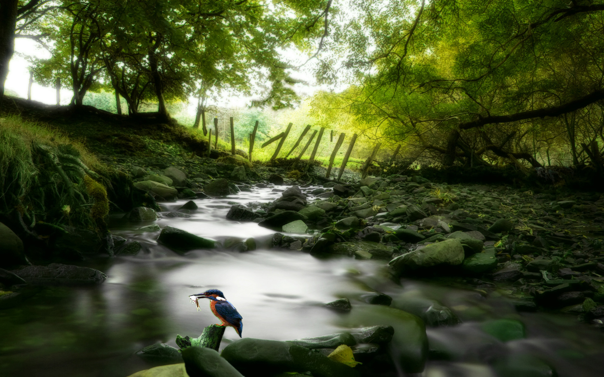 nature wallpaper forest stream stage desktop 1920x1200 1920x1200