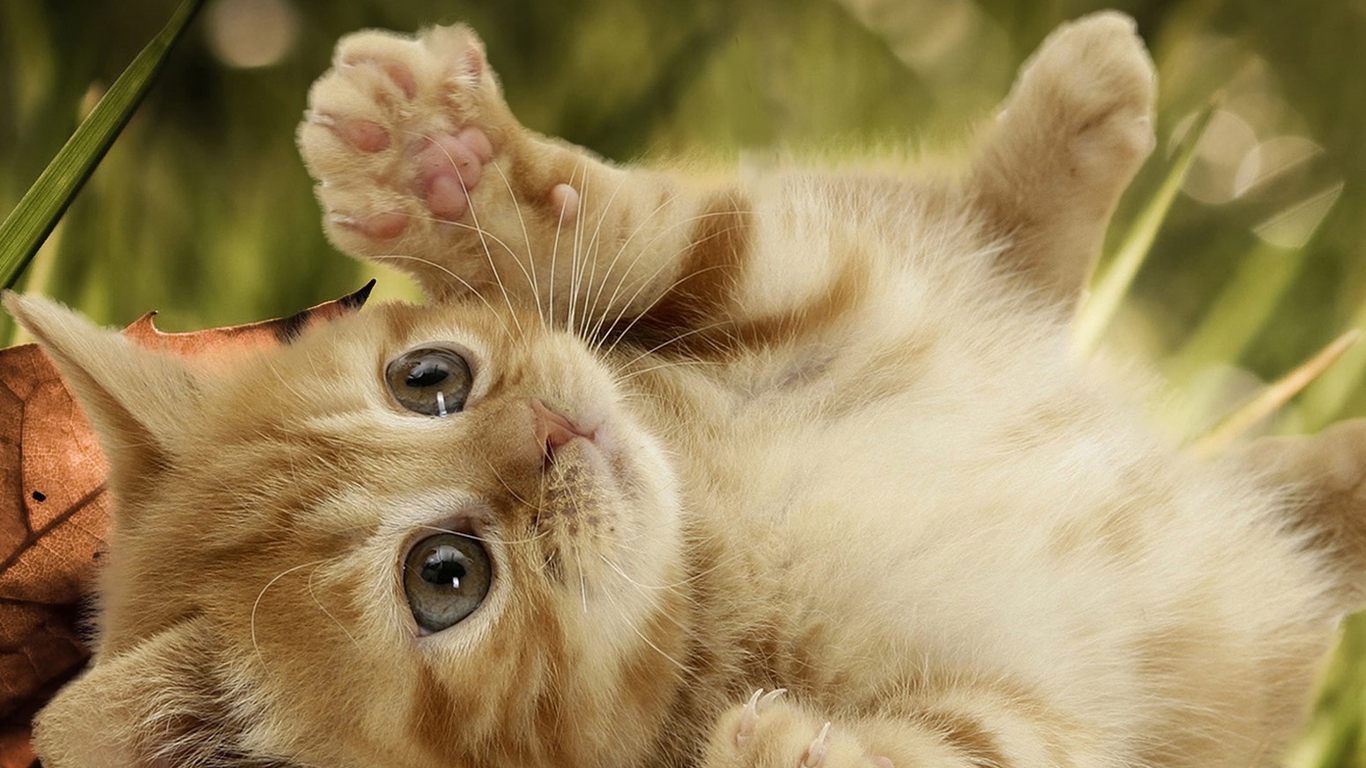 Cute Cat Wallpaper Hd 1366x768