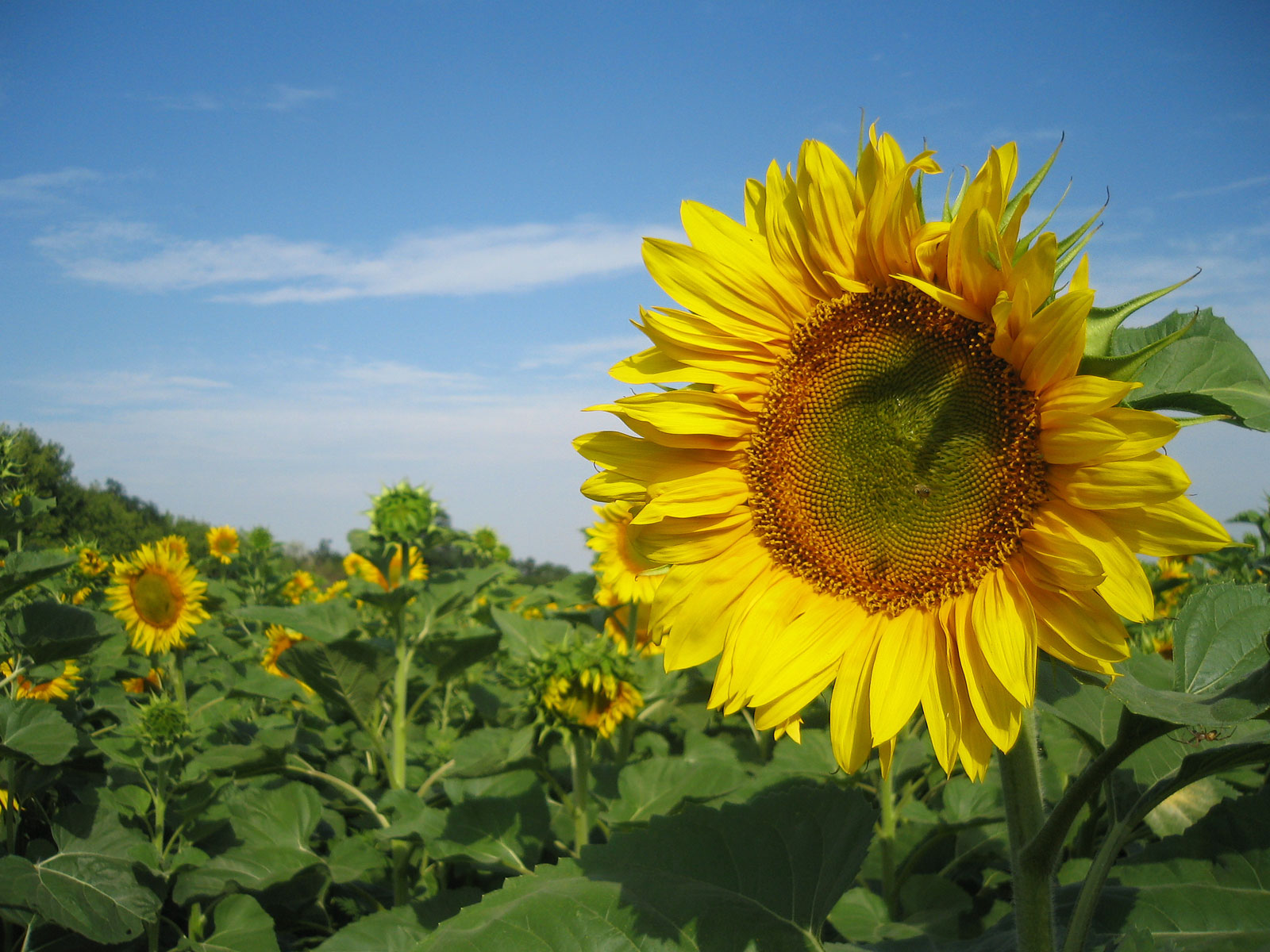 Sunflowers Nature Wallpapers HD Wallpapers 1600x1200