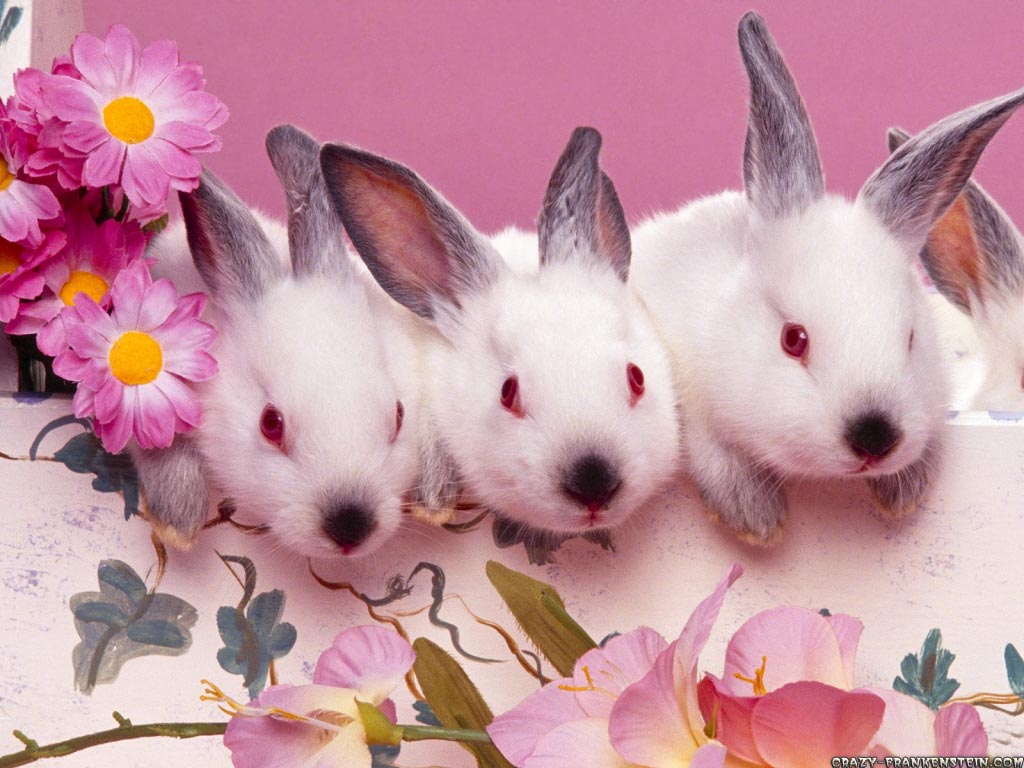 HD wallpaper Lovely Cute Bunnies Easter Wallpaper Backgrounds by 1024x768