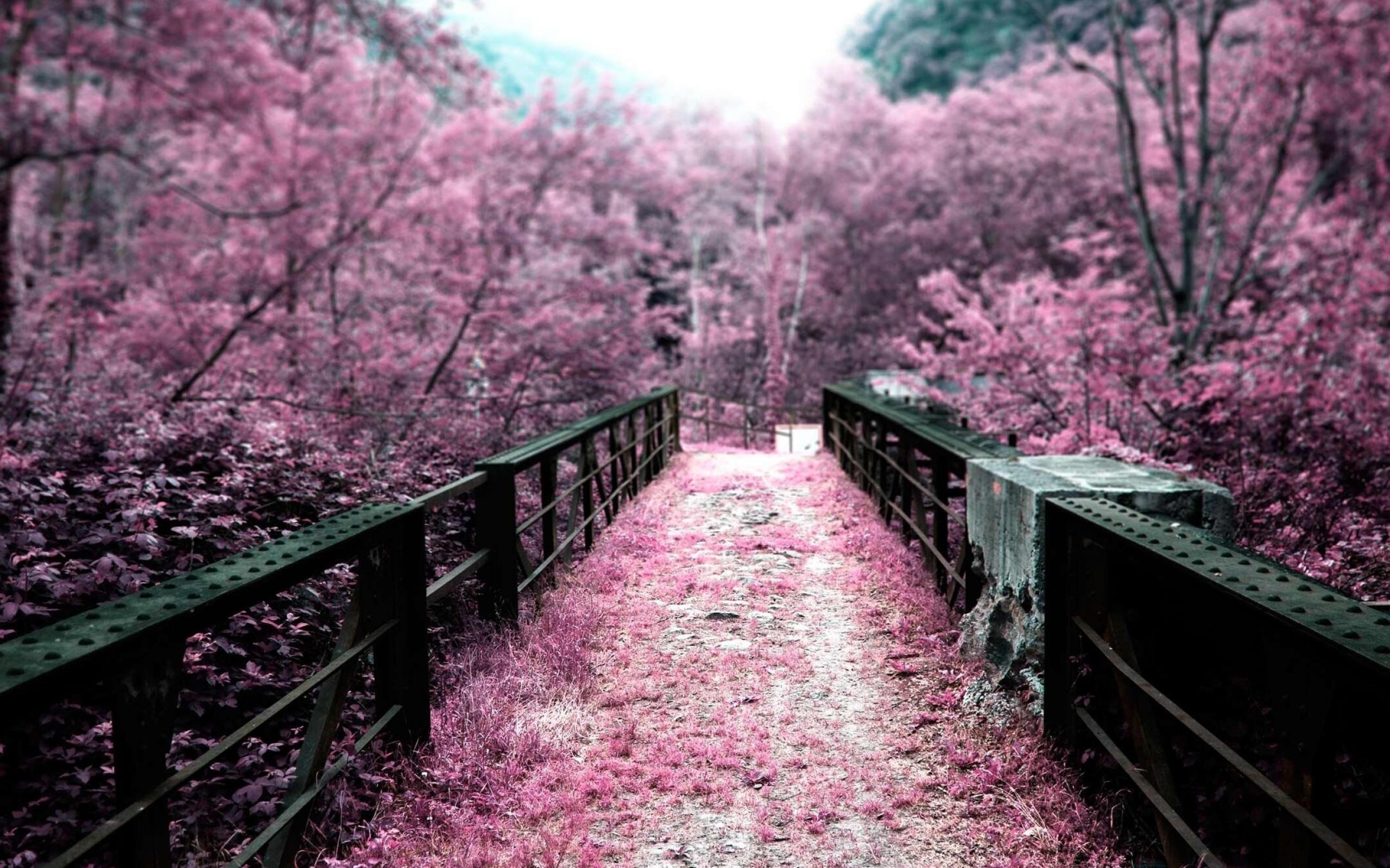 pink nature scenery wallpapers walljpegcom 2560x1600