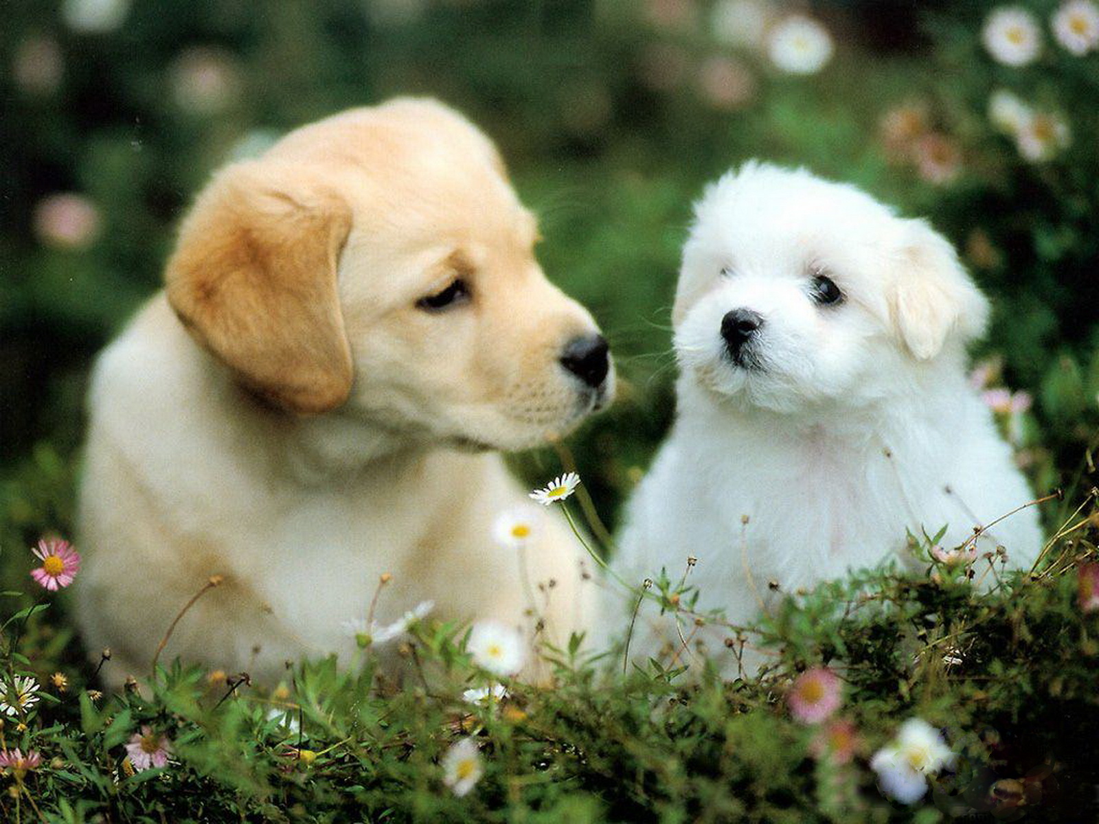 WallpaperfreekS HD Cute Dogs Wallpapers 1600X1200 1600x1200