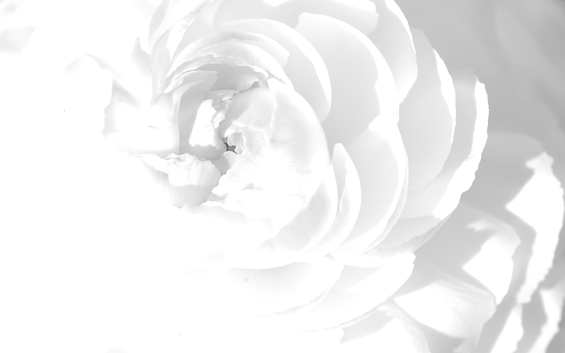 wallpaper white rose wallpapers colors abstract 1920x1200 1920x1200