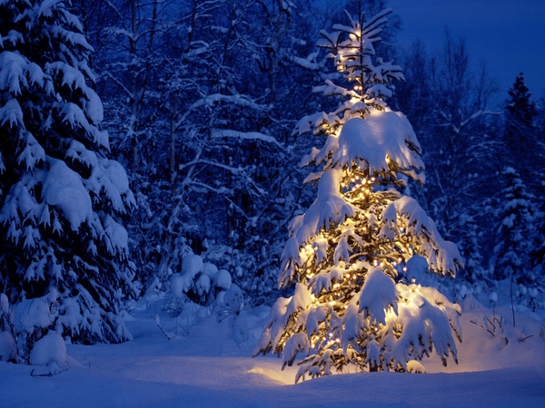 wintersnow winter snow christmas trees 1600x1200 wallpaper Trees 600x450