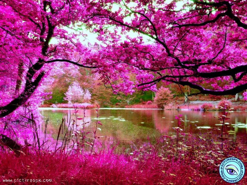 View Pink Nature Picture Wallpaper in 800x600 Resolution 800x600