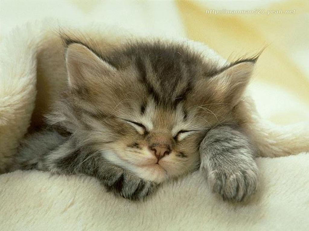 Cute Kitten Wallpaper   Kittens Wallpaper 13938596 1024x768