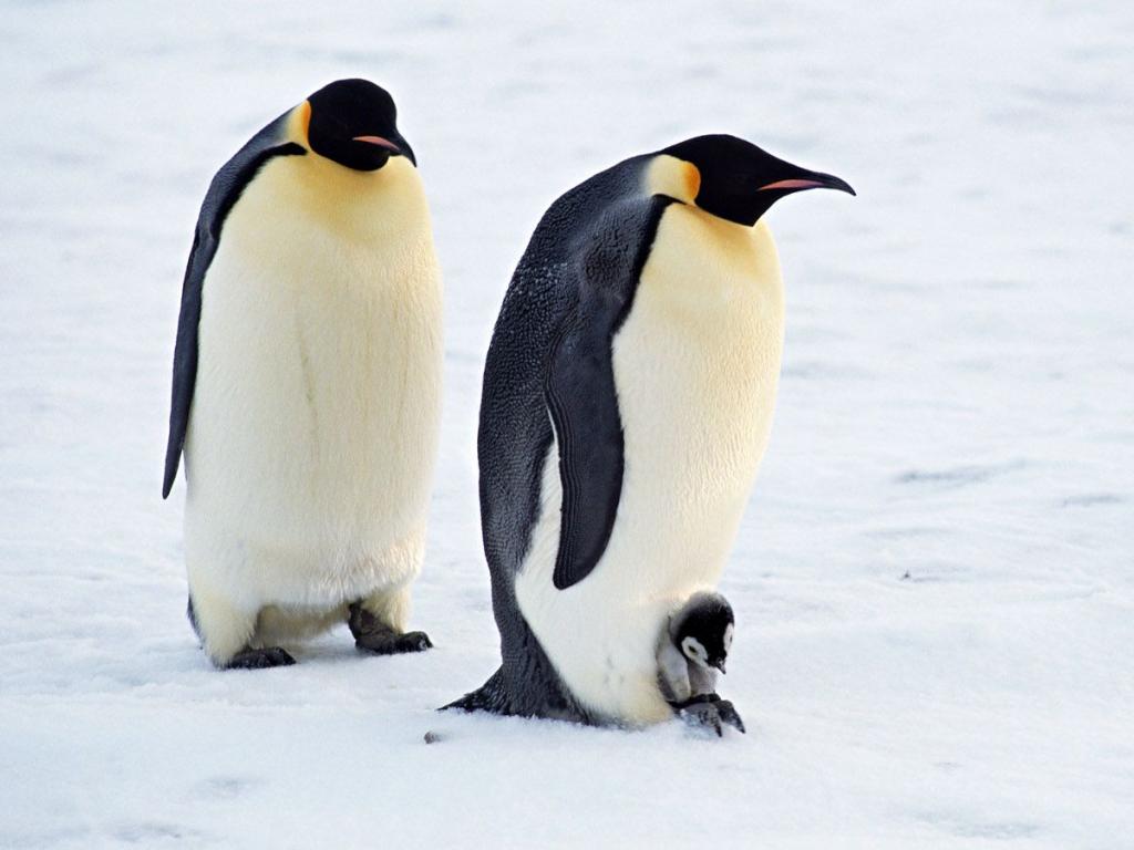 Cute Penguin Wallpapers High Definition Wallpapers 1024x768