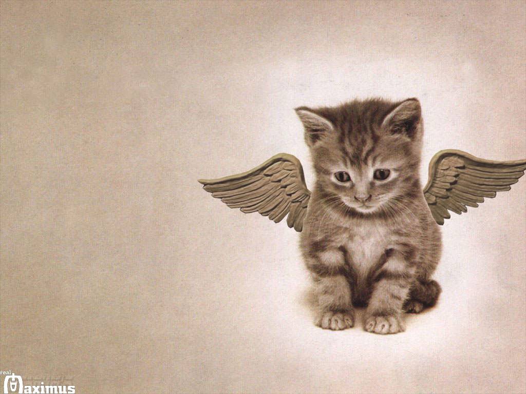 Really cute kitten wallpaper   Cats Wallpaper 1024x768