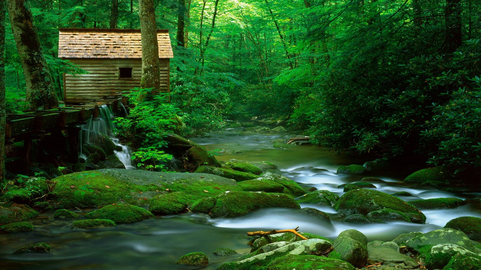  Desktop Wallpaper Nature Forest cool hd wallpapers 1600x900