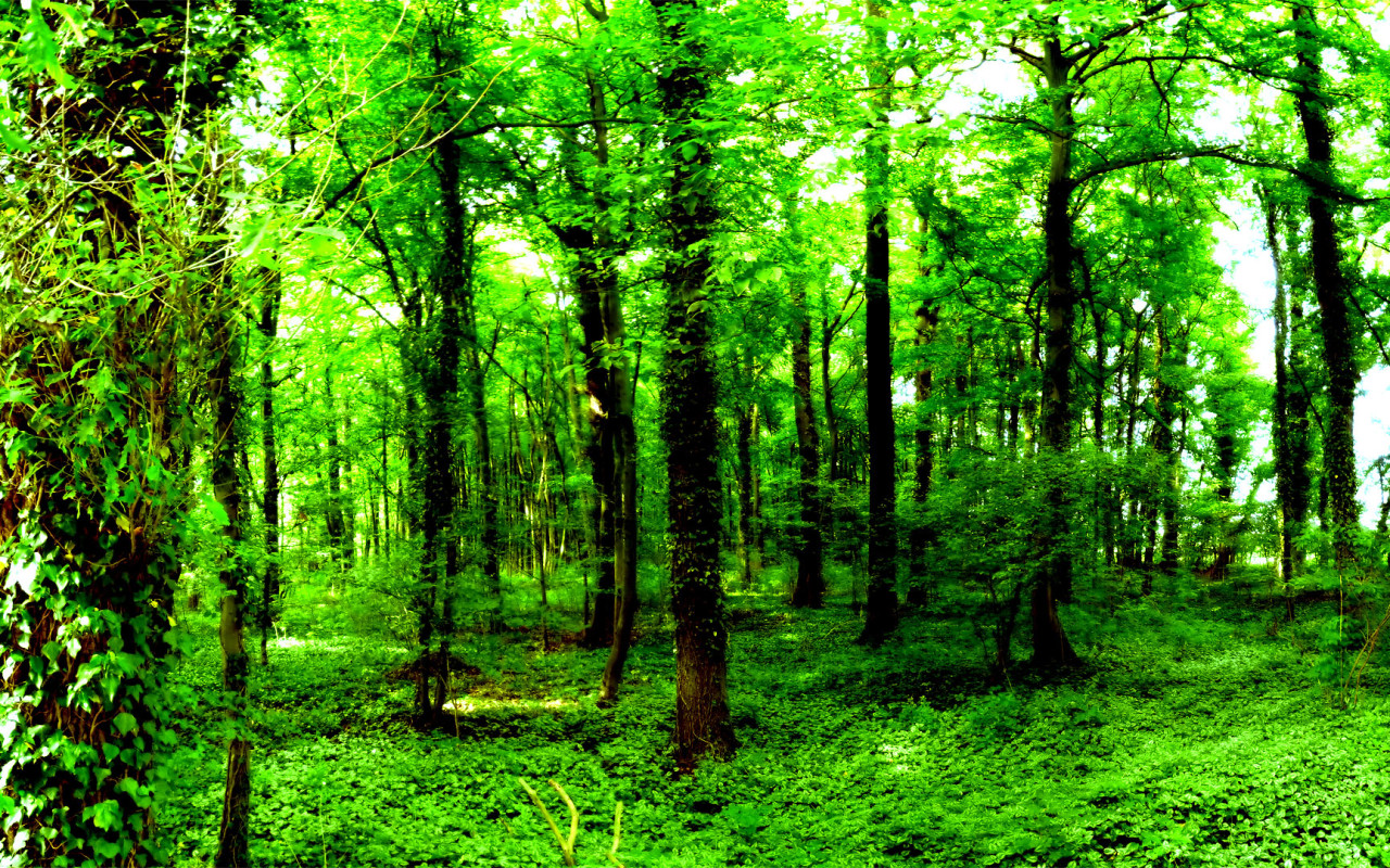 From wallpapers nature wallpaper dark green forest 1280x800