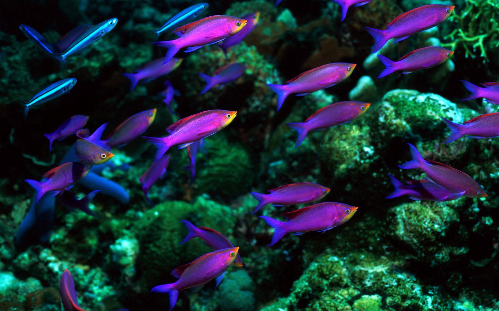 Ocean life wallpapers marine life on the seabed like fish plants 1600x1000