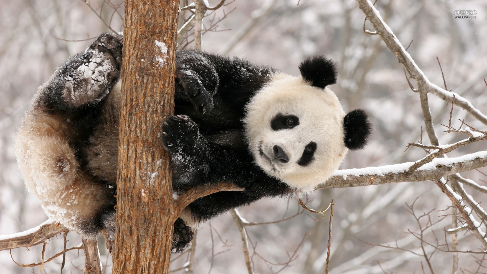 Cute Panda Baby Background Hd Wallpaper 1680x945 pixel Animal HD 1680x945