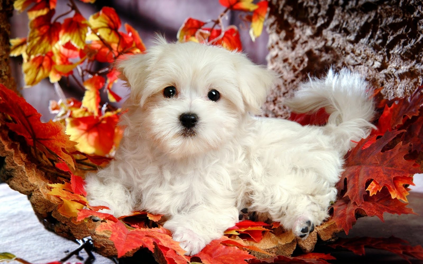 Cute Puppy Wallpaper   Wide1680x1050 Hd Desktop Wallpaper 1600x1000