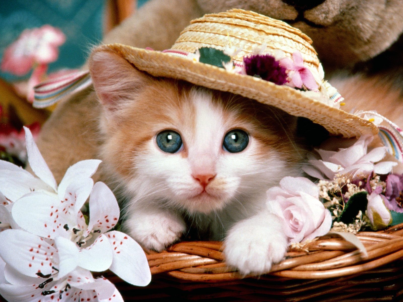 Cute Cats Wallpapers 1600x1200