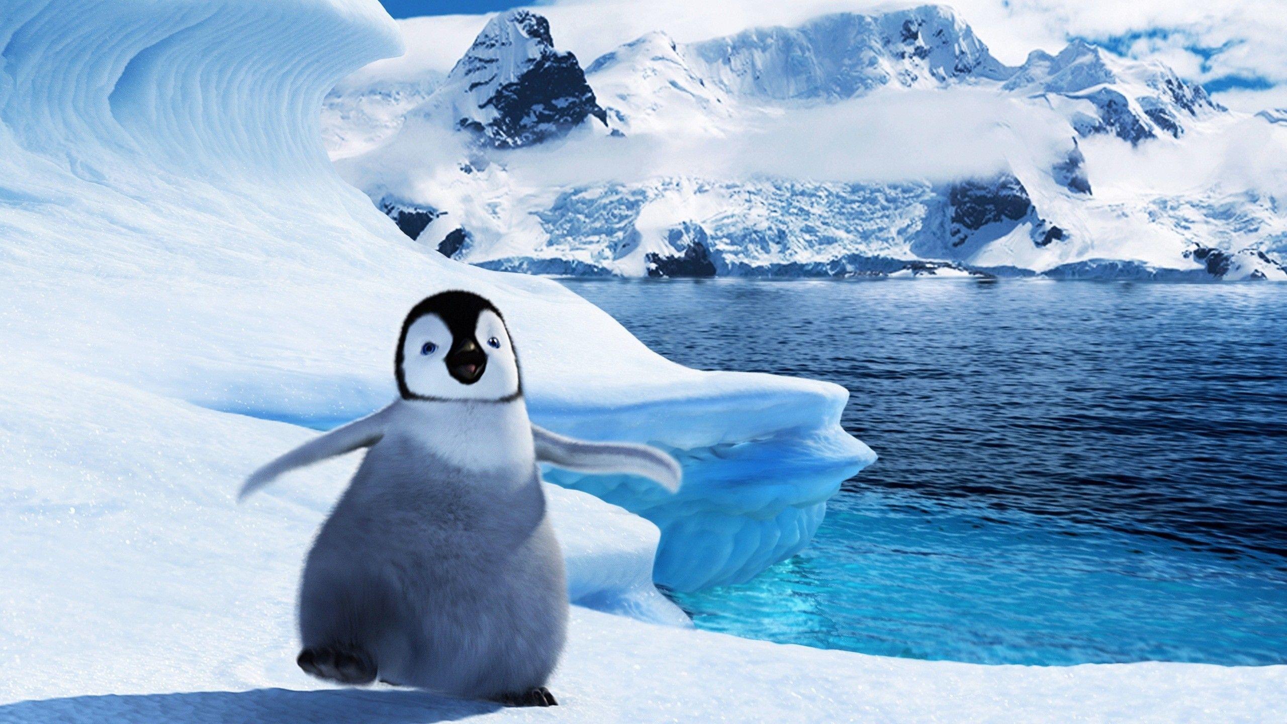 Cute Penguin Backgrounds 2560x1440