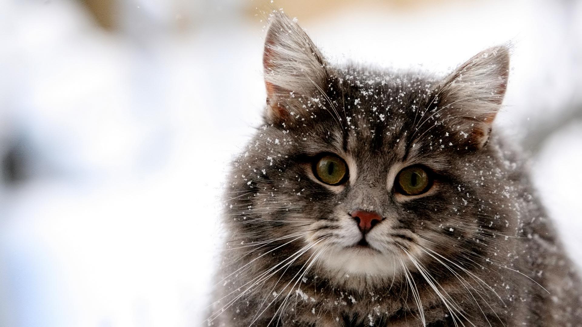 Cute Cat Winter Snow HD Wallpaper Cute Cat Winter Snow 1920x1080