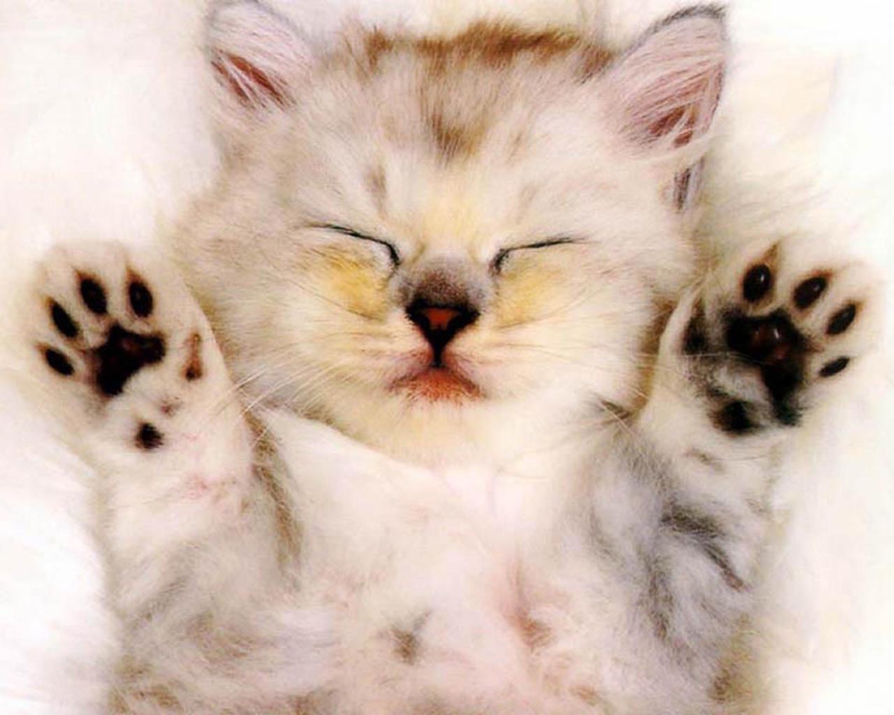 Animal wallpapersVery cute baby kitten Wallpapers Images Stock 1280x1024