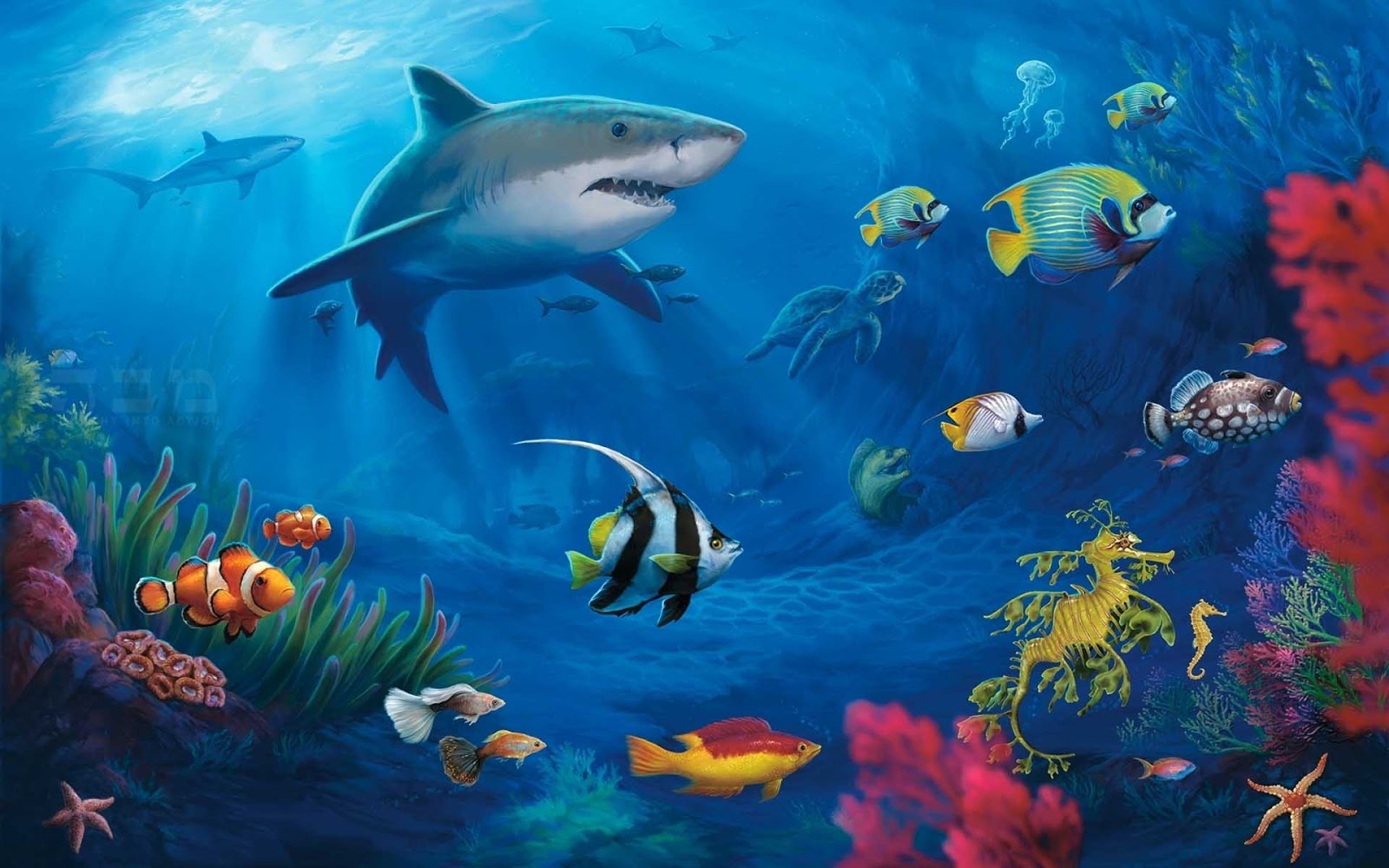 HD Wallpapers Desktop Ocean Life HD DeskTop Wallpapers 1600x1000