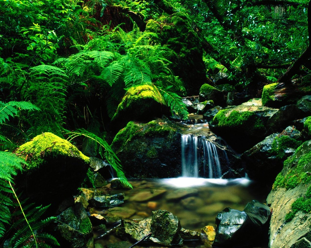 wallpaper zh nature pictures forest 1280x1024