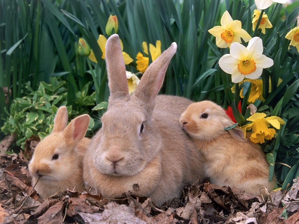 THREE CUTE EASTER BUNNIES WALLPAPER   2818   HD Wallpapers 1024x768