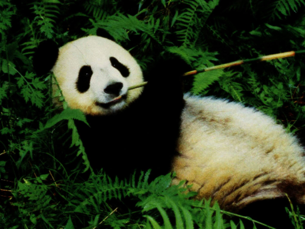  URL httpwwwwallpaperseekcomcute panda wallpapers w9366html 1024x768