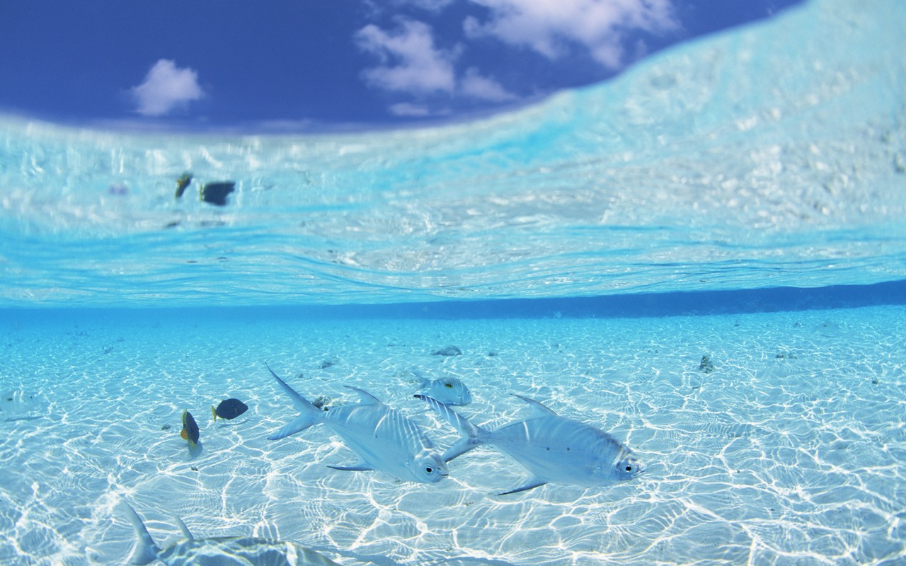  Maldives Beach Fish Wallpaper on this Beach Wallpaper Backgrounds 1280x800