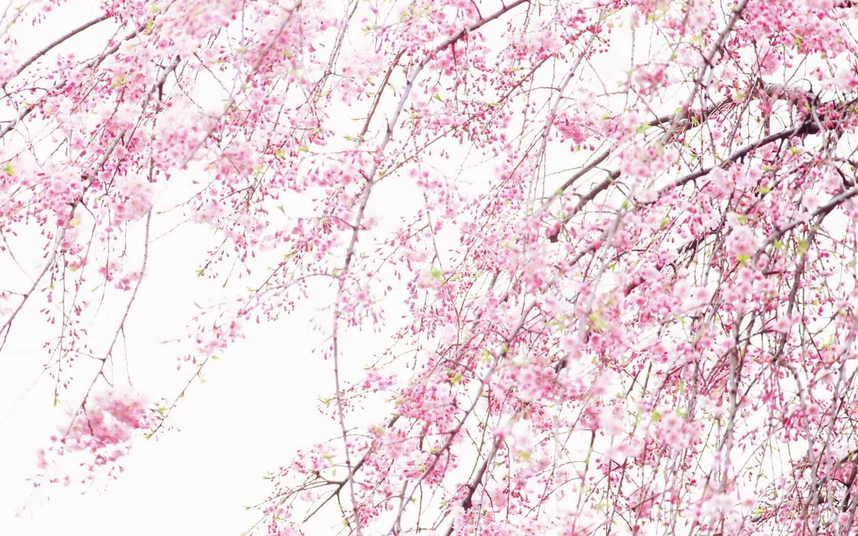 Nature Pink Wallpaper 1680x1050 Nature Pink Sakura 1680x1050