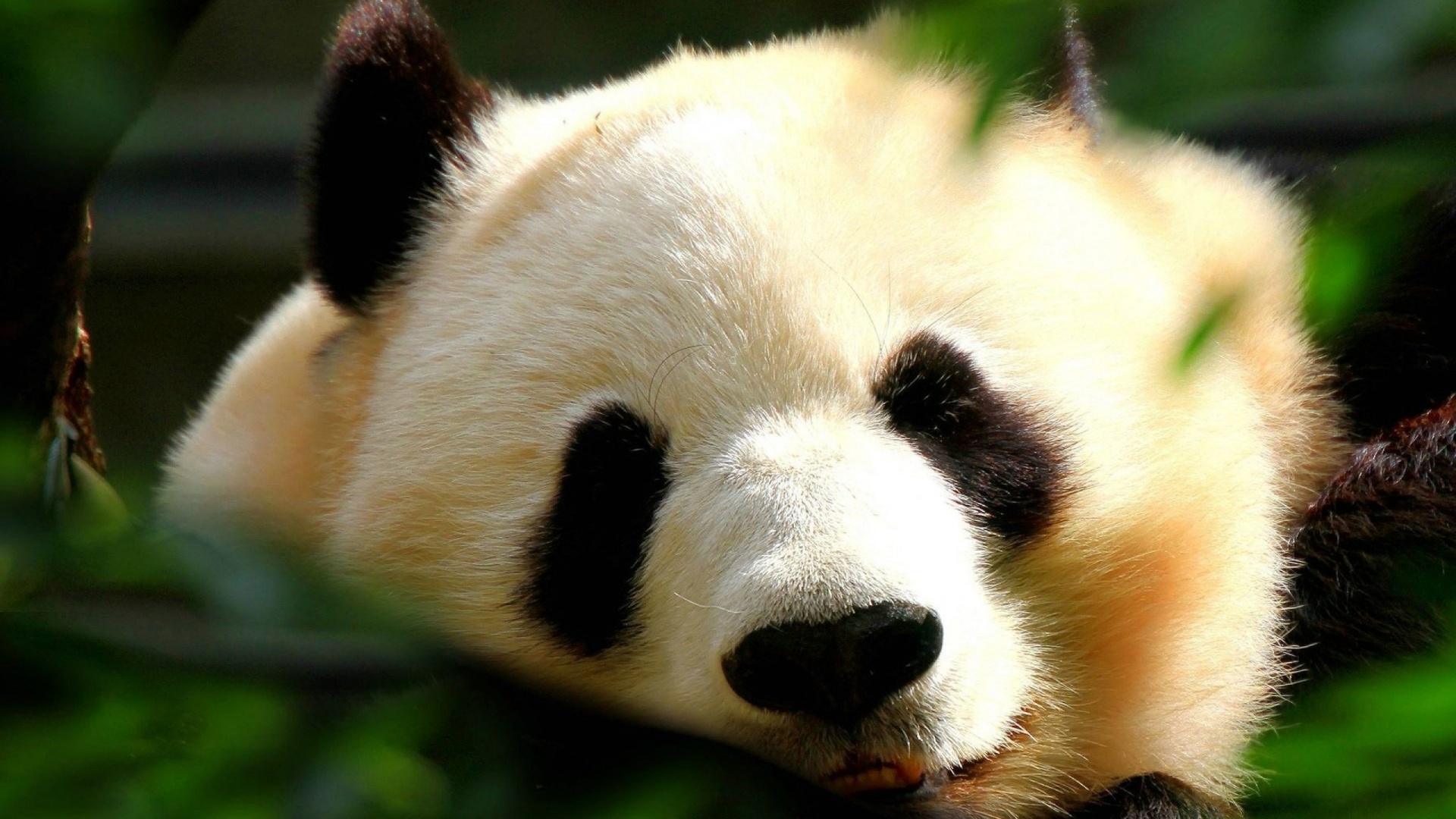 Cute Panda Wallpaper 15783 1920x1080 px HDWallSourcecom 1920x1080