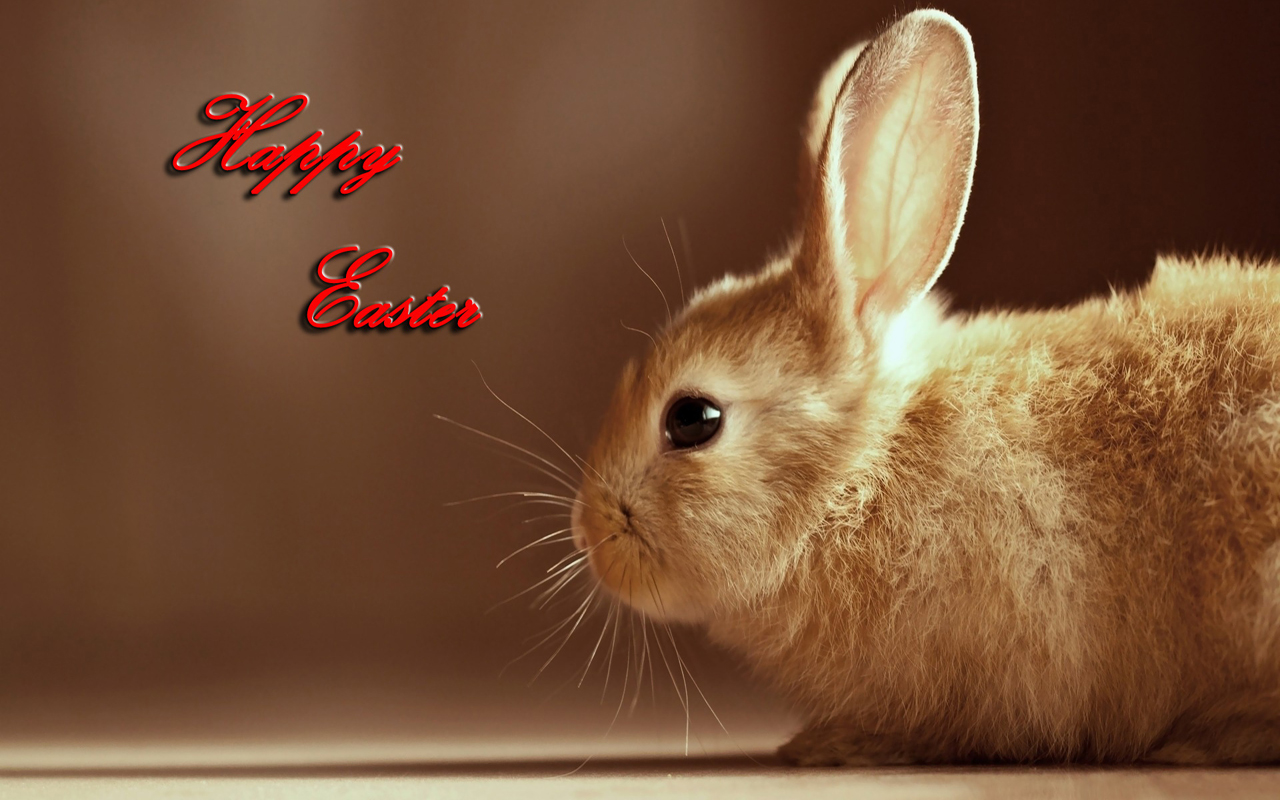 easter 2013 free hd wallpapers cute easter bunnies wallpapers 02jpg 1280x800