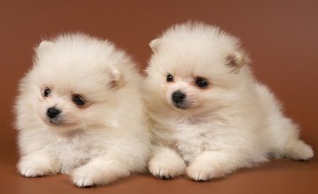 Adorable Puppy Wallpapers