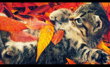 Autumn Animal Wallpaper