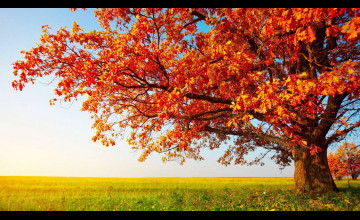Autumn HD Wallpapers 1080p