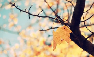 Autumn iPhone Wallpaper Tumblr