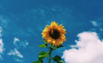 Clouds Sunflower Aesthetic Wallpapers