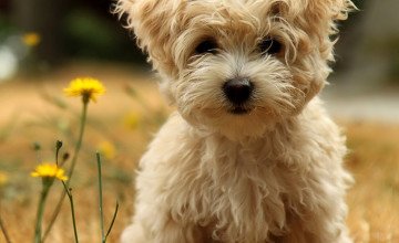 Cute Puppies Wallpapers for Desktop