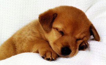 Cute Puppy Photos Wallpaper