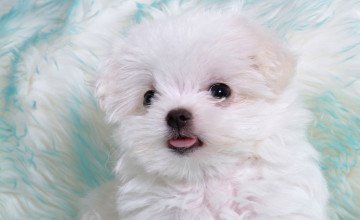 Cute Puppy Wallpaper HD