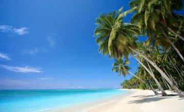 Free Tropical Screensavers and Wallpaper