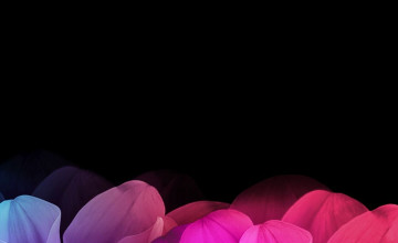 Pink And Black Flower Wallpapers